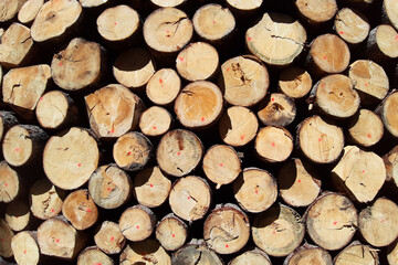 Fototapeta premium Holz 