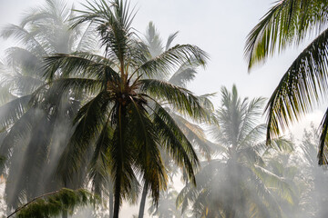 Fototapeta na wymiar Smoke Fog in the branches of palm trees on Zanzibar, Tanzania, Africa