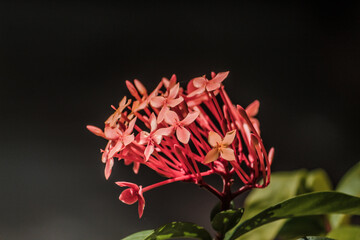 red and yellow flower