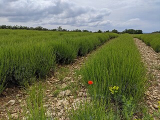 Champs de fleur et de lavande sauvage dans la garigue vers apt dan sle vaucluse sud de la france au...