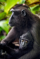 The Celebes crested macaque and cub. Cub nursing her mother's breast milk. Crested black macaque, Sulawesi crested macaque, Sulawesi macaque or the black ape. Natural habitat. Sulawesi. Indonesia.