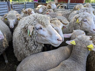 Tondre les moutons pour faire de la laine avec des rasoir haute performance, chèvre et fromage à déguster à table dans un pré en Auvergne dans une ferme auberge
