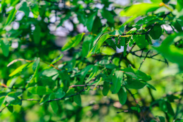 Fototapeta na wymiar Green fruit of Canadian blueberry on a bush.