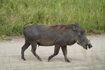 common warthog Phacochoerus africanus wild pig family Suidae