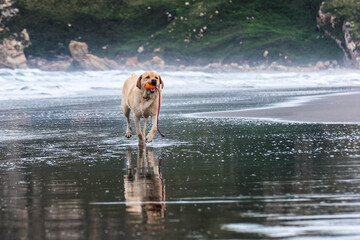 Perro labrador corre en la orilla de la playa