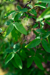 Yellow blueberry flowers on a bush.