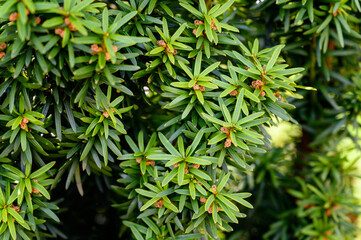 Green needles of ornamental juniper.