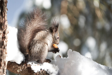 Eurasian brown red Squirrel Sciurus vulgaris Cute Snow Nut