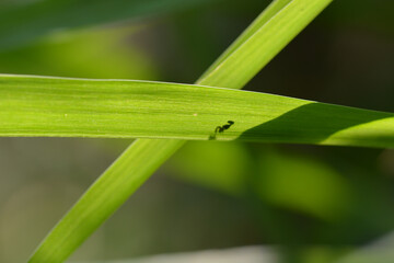 green leaf grass macro 
