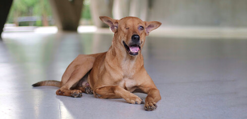 Blind  brown stray dog, One eye abandoned dog sleeping on the floor of building.