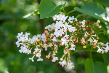 White lilac flowers on a background of green foliage