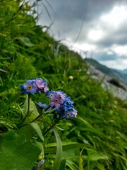forget me not flower on sunny day. boraginaceae plant in nature