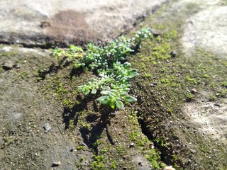 green grass that grows on the sidelines of cement and surrounded by moss

