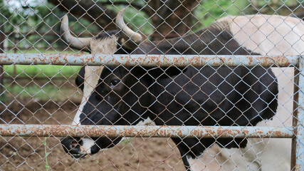 Holstein Friesian or black and white cows in the enclosure or corral