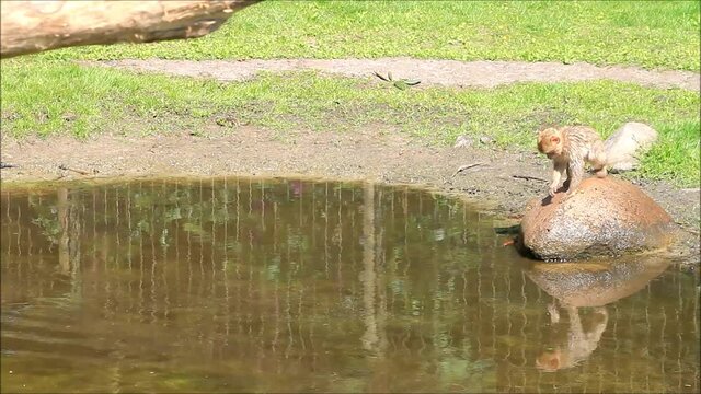baby monkey  Macaca sylvanus at a pond
