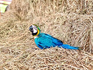 blue and yellow macaw