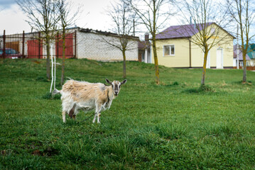 White goat grazing on a green meadow.