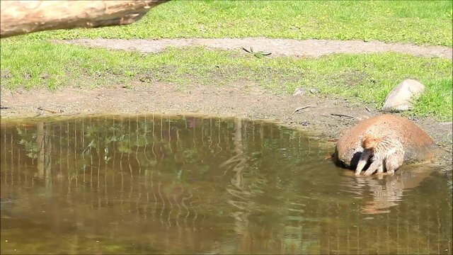 baby monkey  Macaca sylvanus at a pond

