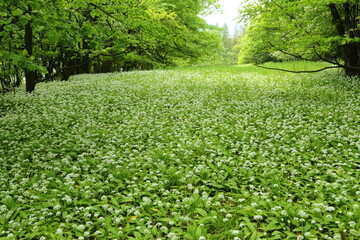 Flowering ramson.