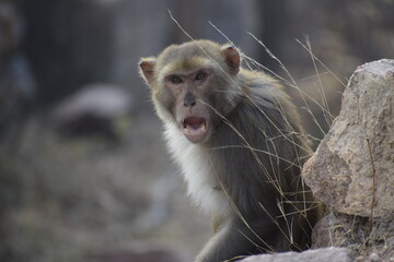 Angry Monkey 