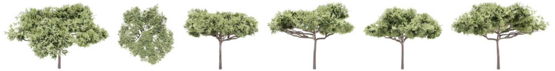Set or collection of green stone pine trees isolated on white background. Concept or conceptual 3d illustration for nature, ecology and conservation, strength and endurance, force and life