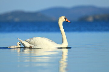 Swan and cygnet on the lake at sunset