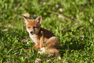 Red Fox Portrait Vulpes Vulpes Evening Sun