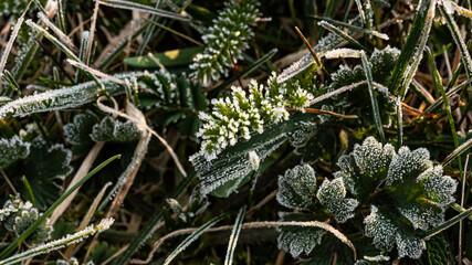 Pteridophytes frozen in the woods