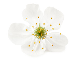 Obraz premium white cherry flowers isolated on white background. white spring flowers
