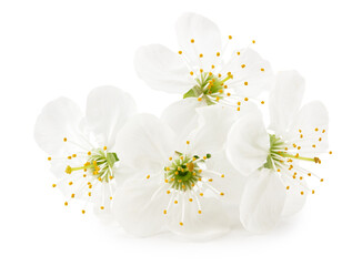 Naklejka na ściany i meble white cherry flowers isolated on white background. white spring flowers