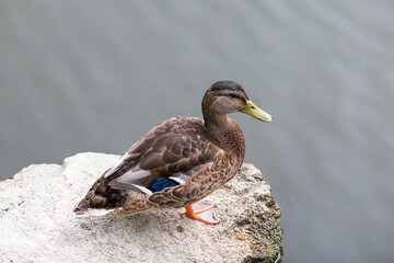 duck on the river