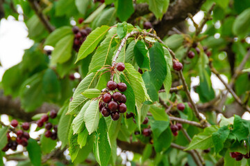 Dark red cherries and green leaves
