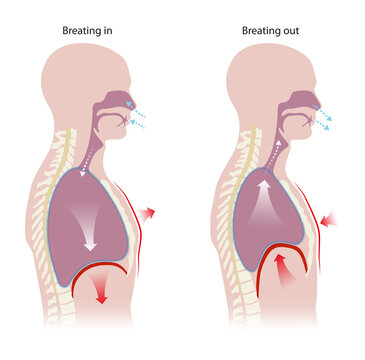 Human respiration (Inhalation and Exhalation)


