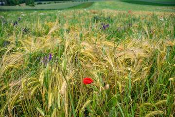 A yellow-green field with red poppies and a rainy sky
