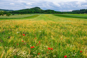 A yellow-green field with red poppies and a rainy sky