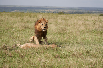 Lion and Lioness Kenya Safari Savanna Mating