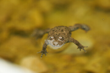 Yellow Bellied Toad Bombina Variegata Portrait Golden Eyes with Black Heart