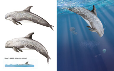 realistic illustration of a risso's dolphin (Grampus griseus) on white background and in water