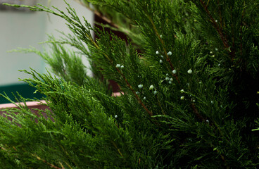green plant in the garden