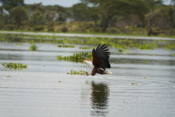 African Fish Sea Eagle Catching Fish Lake Hunting Haliaeetus vocifer