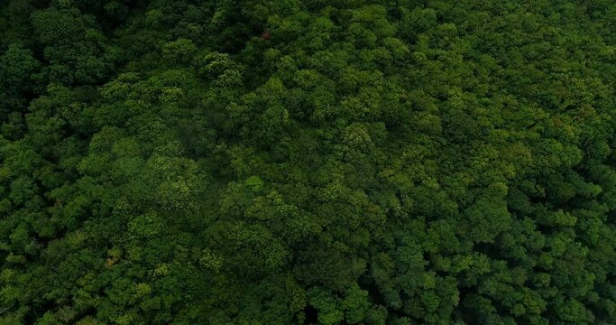 Zenithal view on trees, drone plan