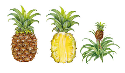 watercolor illustration of pineapple fruit (whole, half fruit. and plant with friut).
hand made, on white background