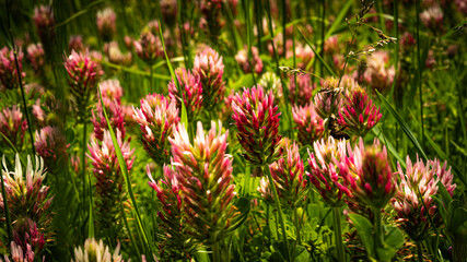 Country flowers in the shape of a pink spike