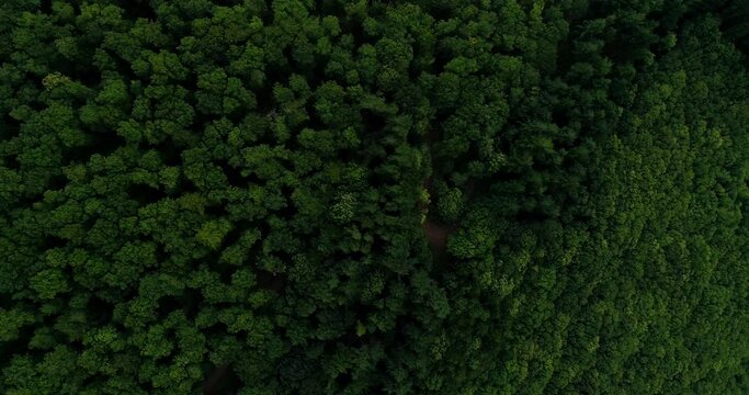 Dense forest in the Pyreneans, drone plan