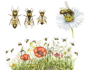 realistic watercolor hand made illustrations of honey bee (apis mellifera) with worker bee, drone, queen and bees collect pollen of wildflowers isolated on white 