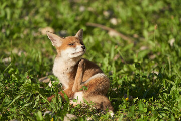 Red Fox Portrait Vulpes Vulpes Evening Sun