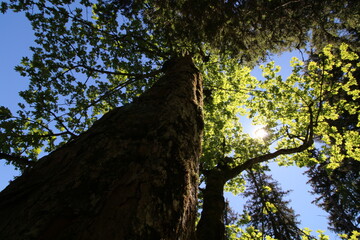 grüne Blätter an einem Baum werden durch die einstrahlende Sonne erhellt