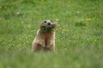 Alpine Marmot Marmota Marmota Switzerland Alps Mountains