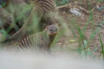  Banded mongoose Mungos mungo Group Playing Africa