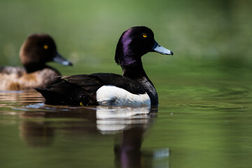 Obraz premium Pair of of Tufted Duck on a water. Her Latin name is Aythya fuligula.
